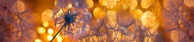 Кухонный фартук Мерцание Одуванчики золотистые 3 серебро в Лесосибирске - lesosibirsk.katalogmebeli.com | фото