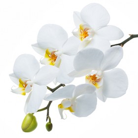 Стол обеденный Танго белый/Орхидея в Лесосибирске - lesosibirsk.katalogmebeli.com | фото 3